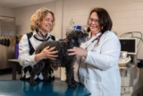 Canine Health: Stanton Foundation Grant Fuels Cutting-Edge Mitral Valve Research at Virginia Tech Veterinary College